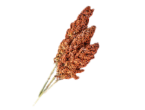 Sorghum red color